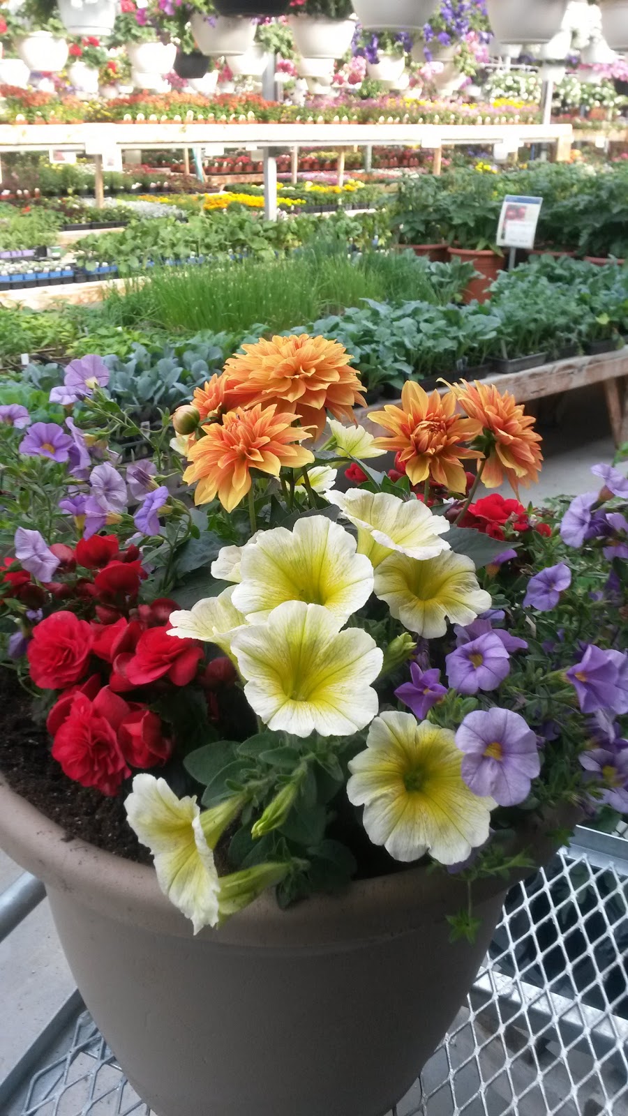 Bosch K & Sons Greenhouses | 4270 Portage Ave, Headingley, MB R4H 1C6, Canada | Phone: (204) 889-8066