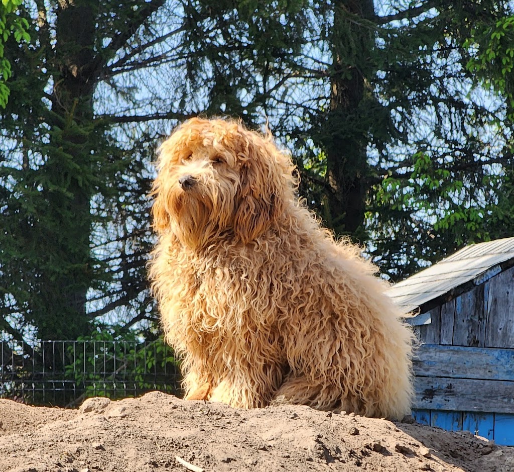 Le paradis du chien s.e.n.c. | 2240 Rang Fontarabie, Sainte-Ursule, QC J0K 3M0, Canada | Phone: (450) 835-7555
