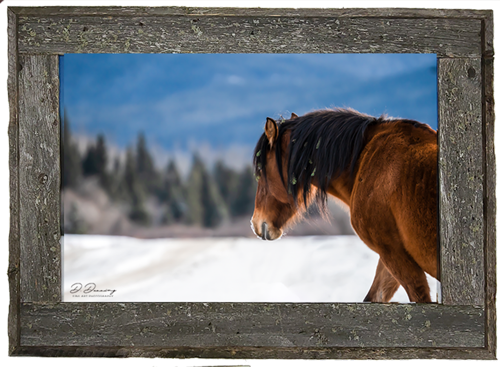 D. Dunning Fine Art Photography | 339 Willow Ridge Manor SW, Black Diamond, AB T0L 0H0, Canada | Phone: (403) 894-2635