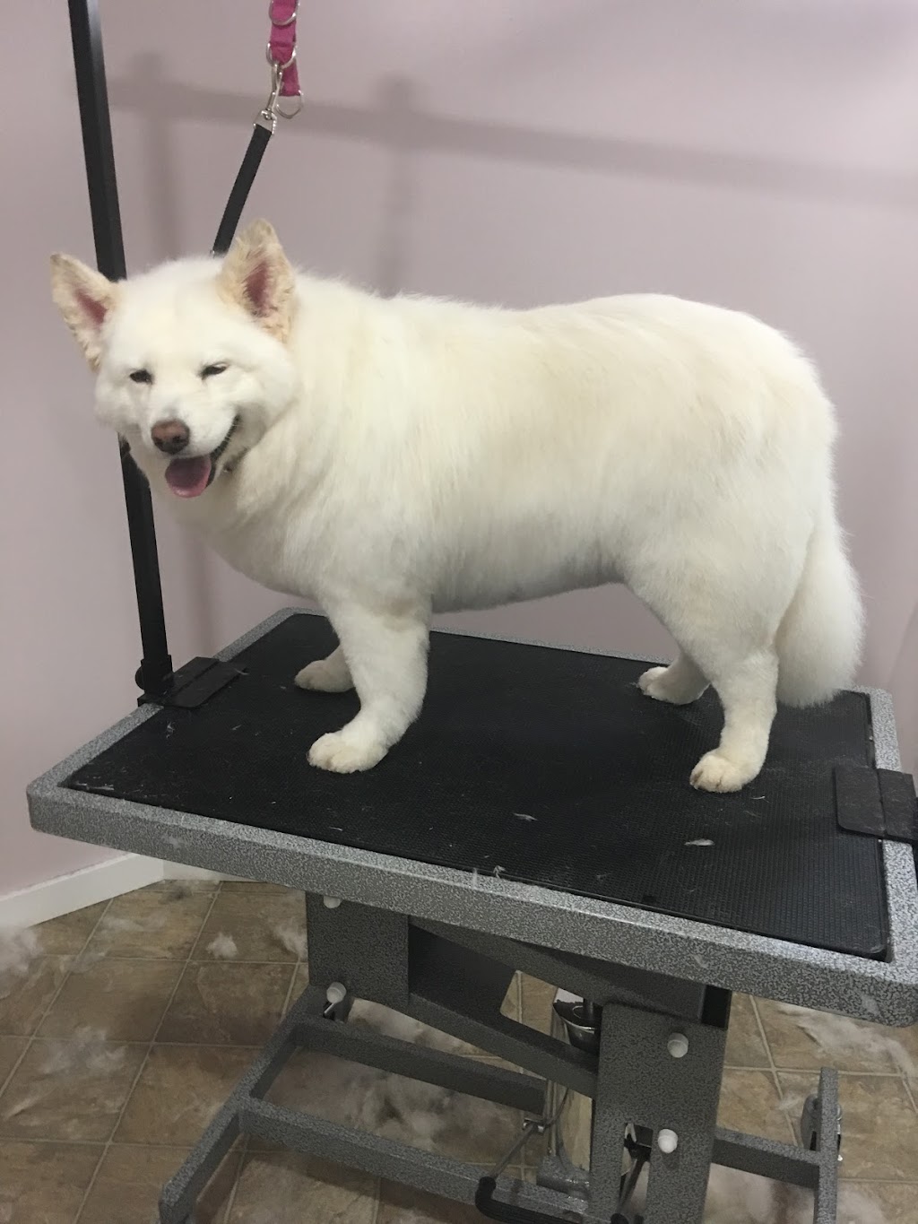 Goodfellow Pet Services | 8997 96 Ave, Fort Saskatchewan, AB T8L 1E3, Canada | Phone: (780) 910-4182