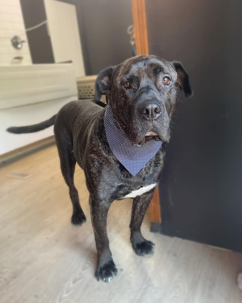 Silk & Bone Dog Grooming | 8010 Coleman St, Mission, BC V2V 6R5, Canada | Phone: (604) 908-9395