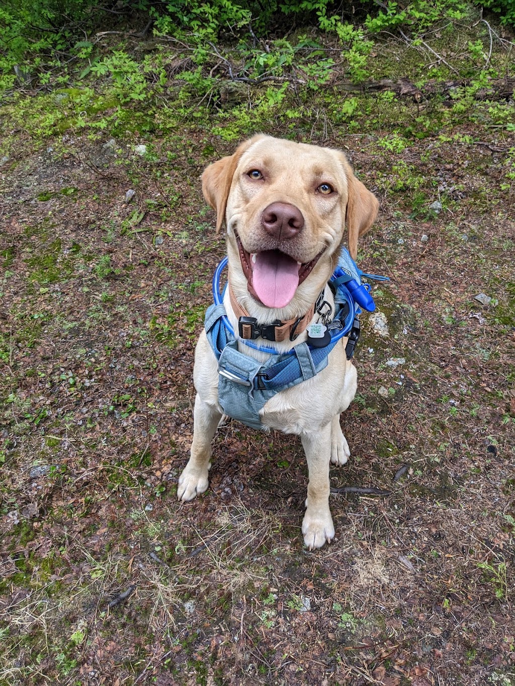 Penser Chien | 1132 Rang du Brûlé, Saint-Antoine-sur-Richelieu, QC J0L 1R0, Canada | Phone: (438) 883-0915