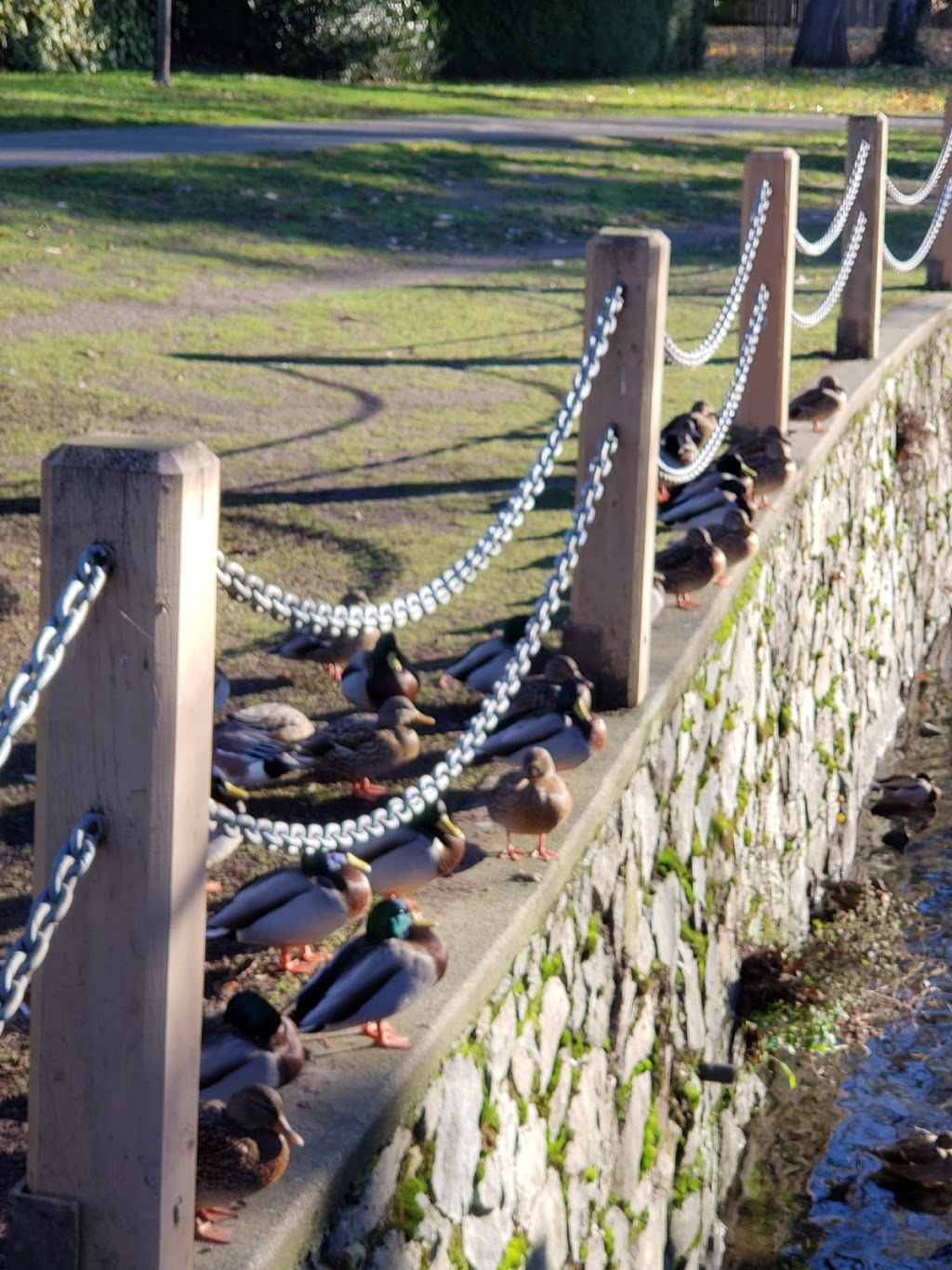Bowker Creek Walkway Oak Bay | 1732 Armstrong Ave, Victoria, BC V8R 5S6, Canada | Phone: (250) 598-3311
