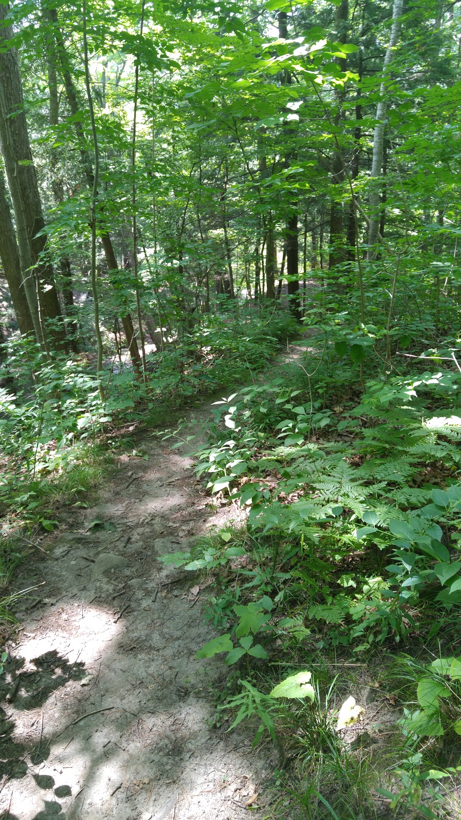 Hiking Park | 55 Twyn Rivers Dr, Scarborough, ON M1B, Canada