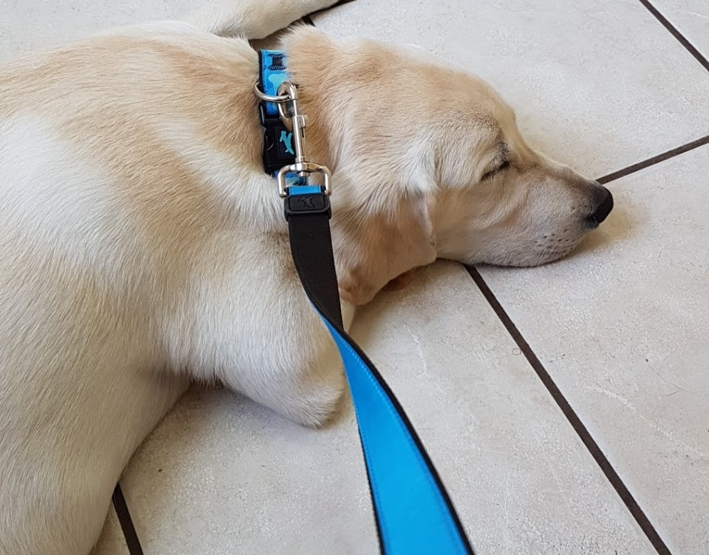 West Carleton Animal Hospital | 3710 Carp Rd, Carp, ON K0A 1L0, Canada | Phone: (613) 839-1115