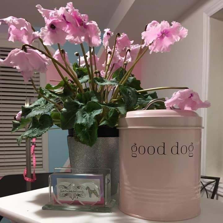 Goode Fur-Baby Salon & Spa | 173 Victoria St, Ingersoll, ON N5C 2N2, Canada | Phone: (519) 240-4038