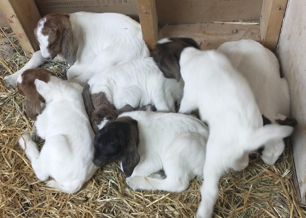 Big Creek Goats | 1438 Brant County Hwy 54, Caledonia, ON N3W 2G9, Canada | Phone: (905) 981-1789