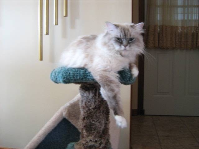 Chatabelle Cattery | 265 Hwy. 3 R.R. 2, Tillsonburg, ON N4G 4G7, Canada | Phone: (519) 688-4097