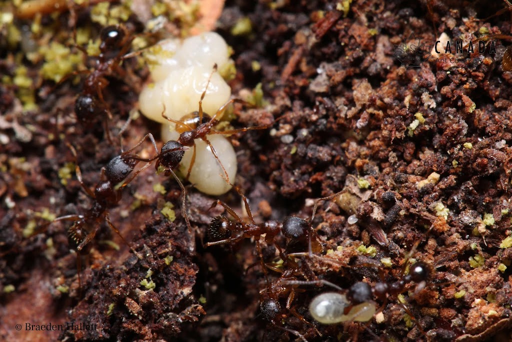 Canada Ant Colony | 27 Frybrook Crescent, Richmond Hill, ON L4B 4B8, Canada | Phone: (437) 213-9082