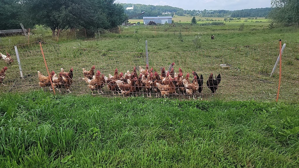 Aux Verts Pâturages | 251 Rue Principale E, Sainte-Anne-de-la-Rochelle, QC J0E 2B0, Canada | Phone: (579) 439-2107