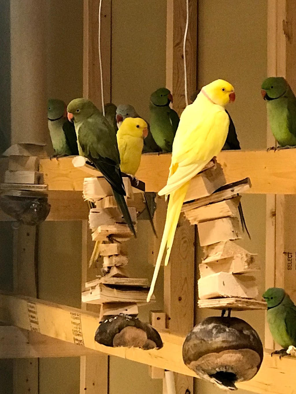 Pet O Pets - Burlington | Millcroft Shopping Centre, 2020 Appleby Line, Burlington, ON L7L 6M6, Canada | Phone: (844) 738-6738