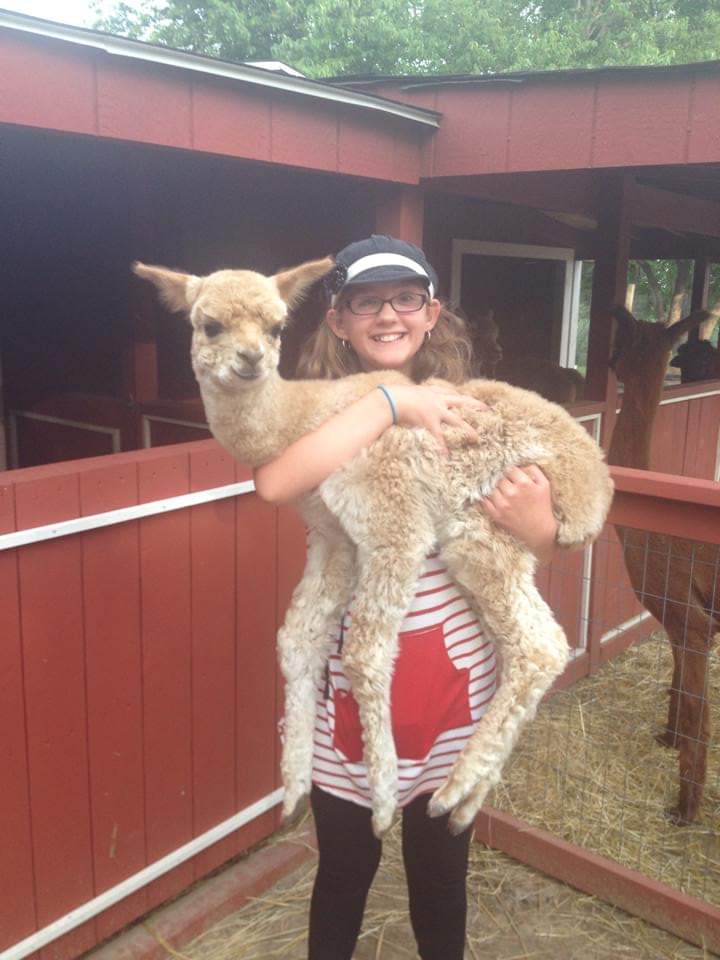 South West Alpacas | 24 King St N, Scotland, ON N0E 1R0, Canada | Phone: (888) 830-8688