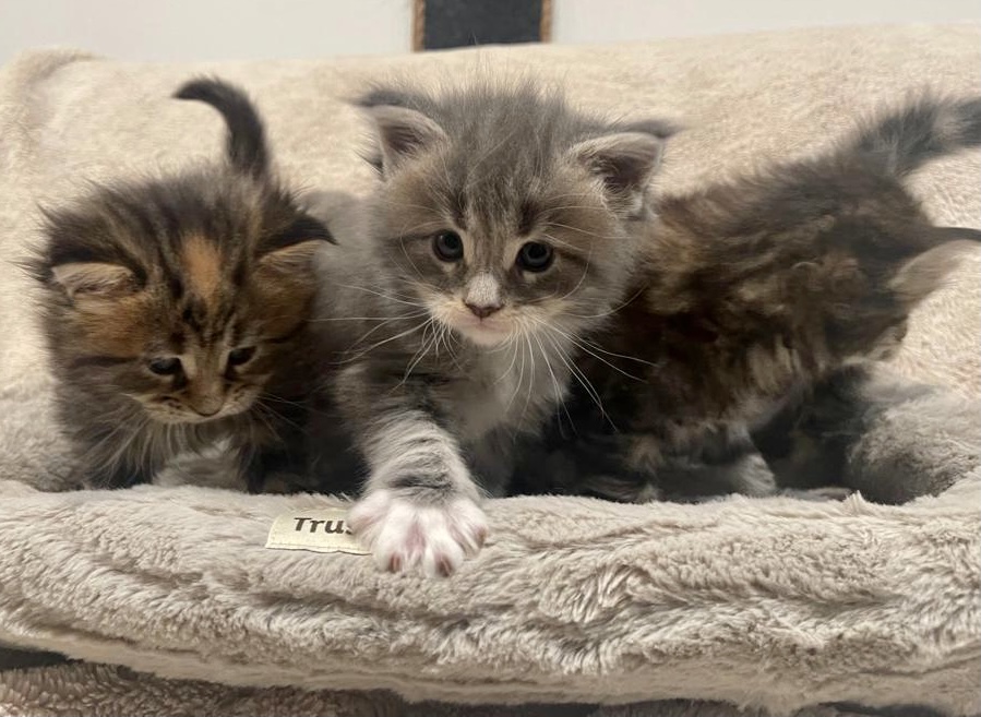 Adora Coon. Maine Coon Cattery | River Rd E, Wasaga Beach, ON L9Z 2M1, Canada | Phone: (416) 837-8537