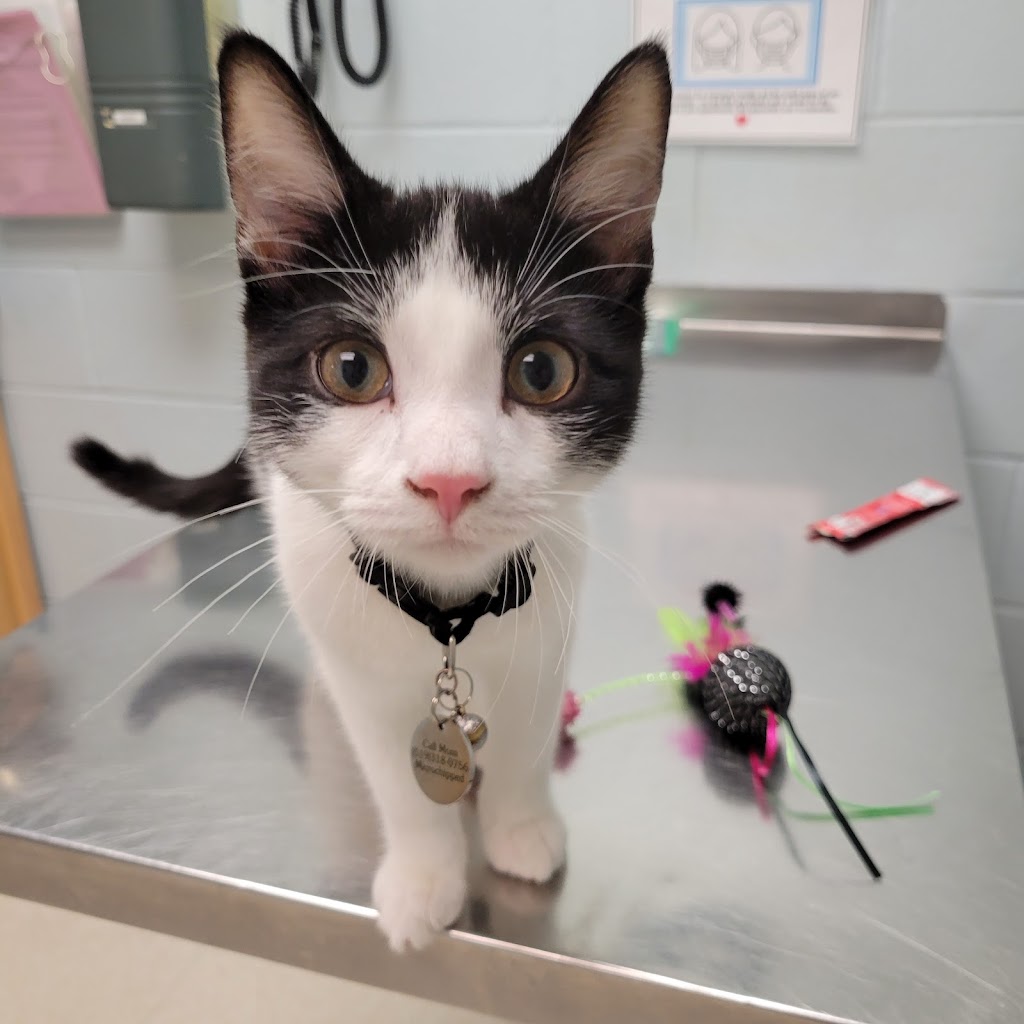 Western Animal Clinic | 455 Wharncliffe Rd S, London, ON N6J 2M8, Canada | Phone: (519) 672-1210