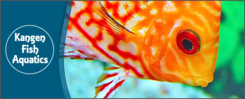 Kangen Fish Aquatics | 35 King St E Unit 15, Mississauga, ON L5A 4E1, Canada | Phone: (905) 270-9999