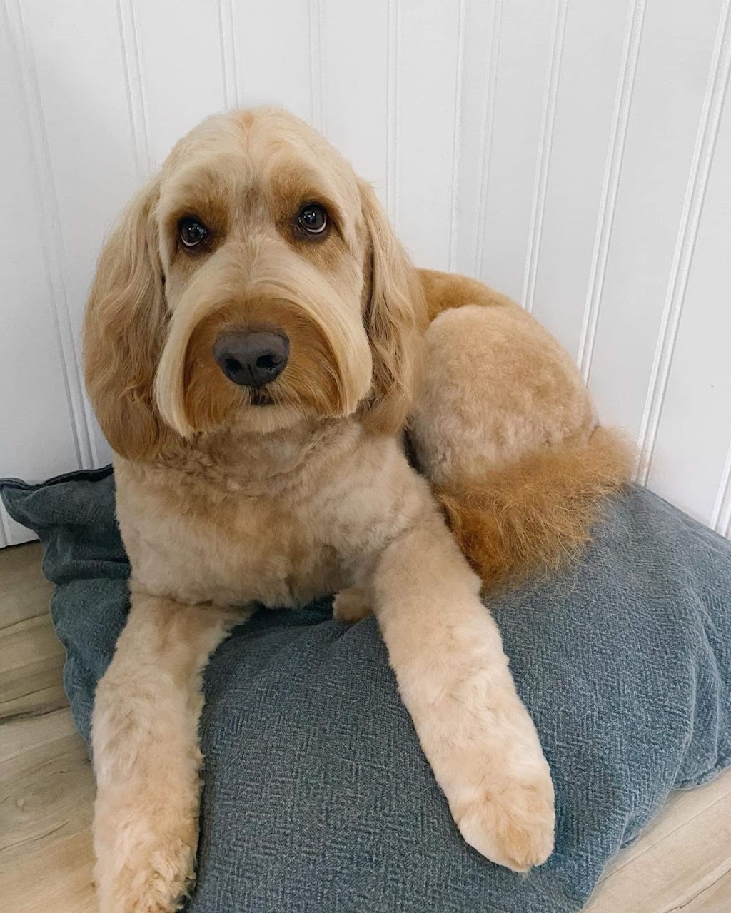 Northumberland Grooming Co. | 26 Victoria Square, Colborne, ON K0K 1S0, Canada | Phone: (905) 269-9882
