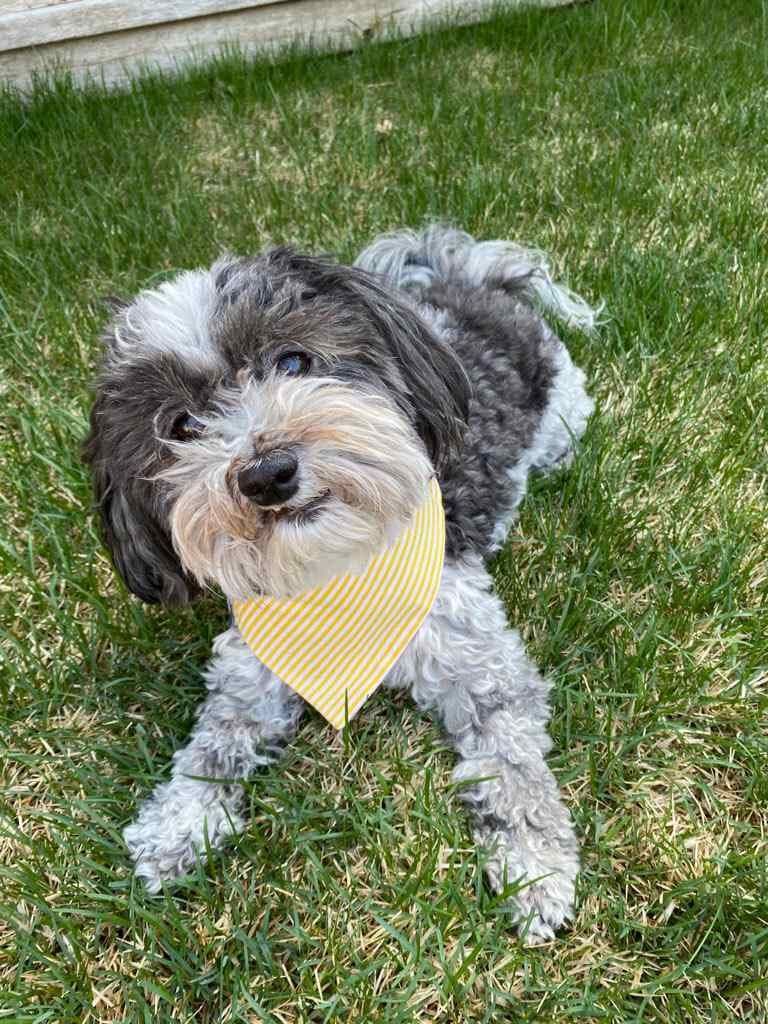 Pawsh Bandana by J&J | 794 Rd 64 N, Winnipeg, MB R2X 1N4, Canada | Phone: (204) 599-4778