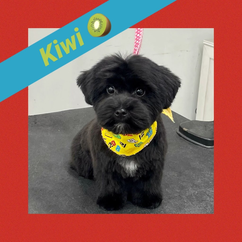 Centre de formation toilettage aux petits soins | 185 Bd Antonio-Barrette, Notre-Dame-des-Prairies, QC J6E 1E6, Canada | Phone: (450) 758-1855