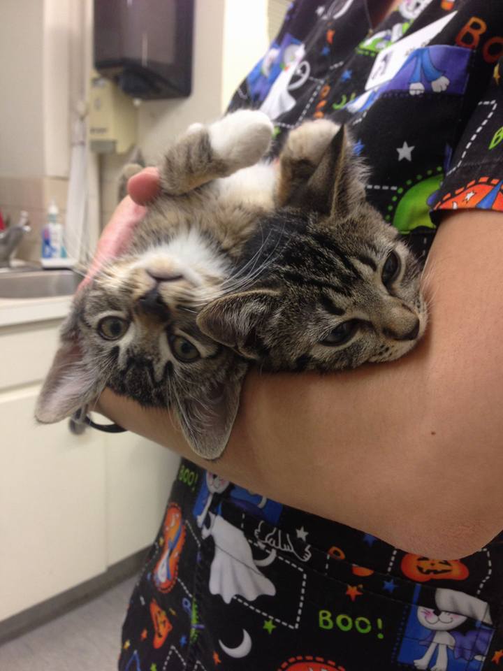 Winnipeg Animal Emergency Hospital | 400 Pembina Hwy, Winnipeg, MB R3L 2E7, Canada | Phone: (204) 452-9427