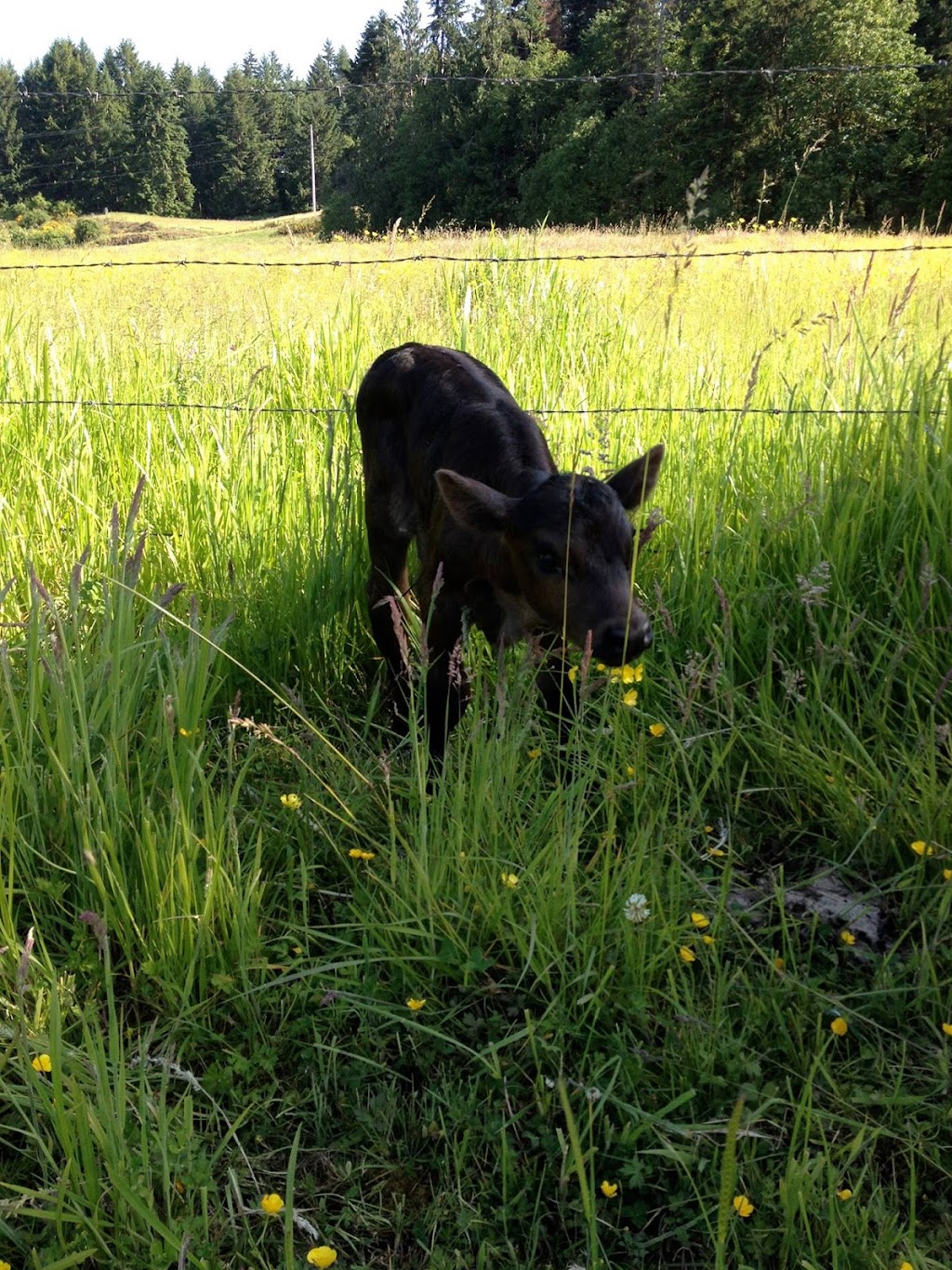 Waterloo Farms | 8282 Chemainus Rd, Chemainus, BC V0R 1K0, Canada | Phone: (250) 732-7699