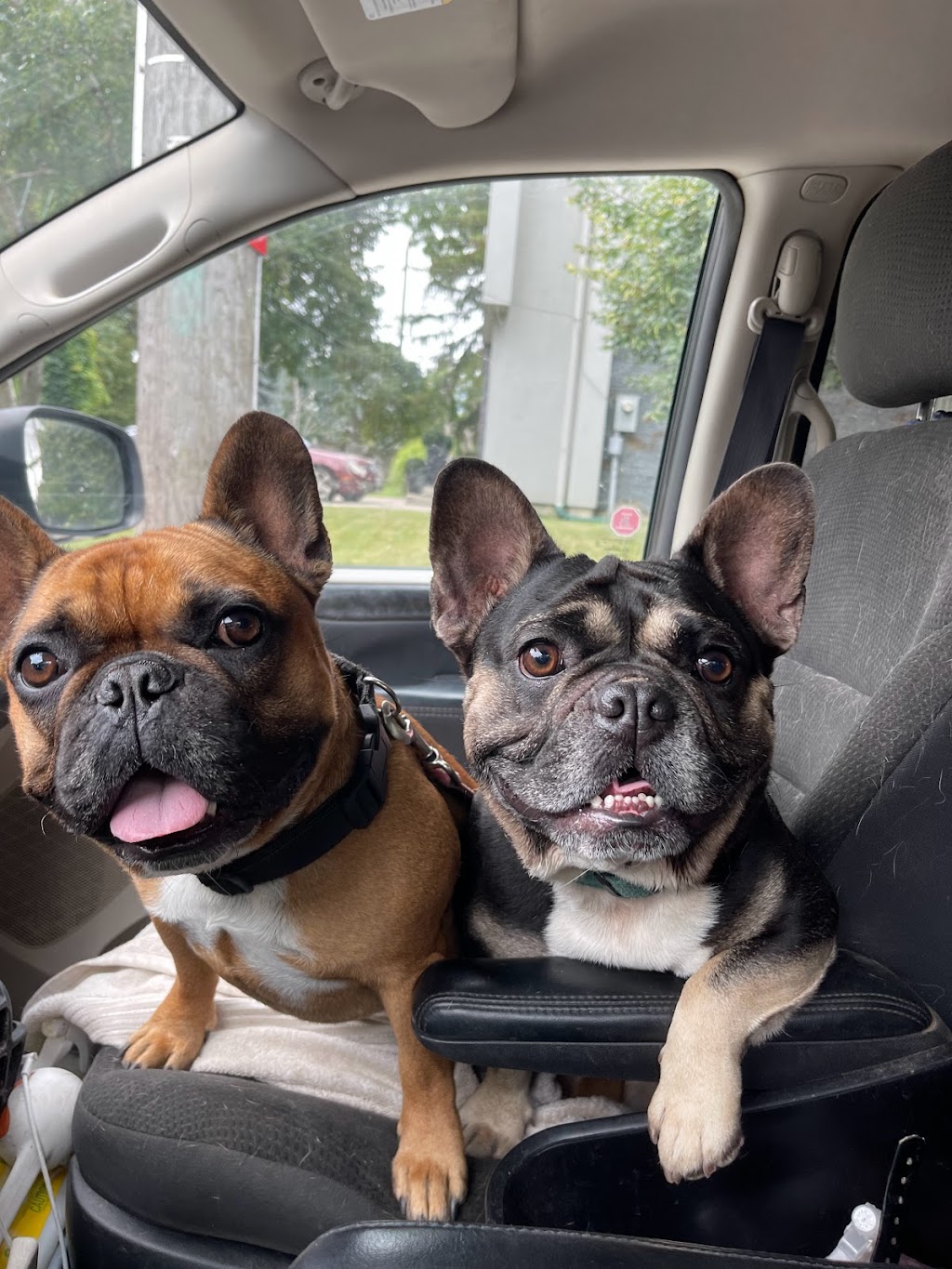 Pawsre Us Dog Walkers | 19 Fairlin Dr, Toronto, ON M9B 4J1, Canada | Phone: (647) 808-2372
