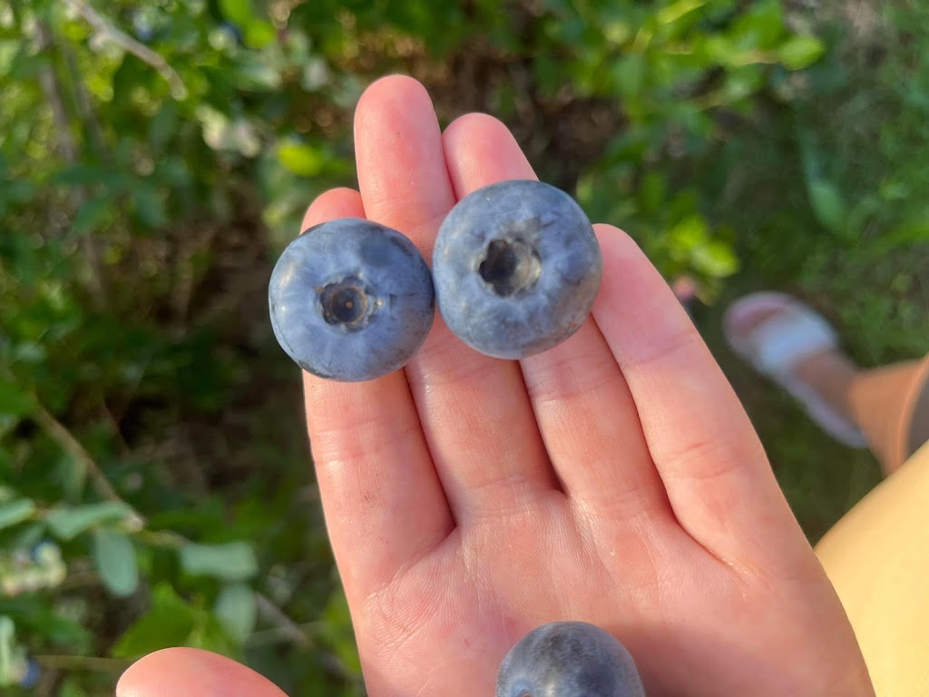 Ranch et Jardins Myké, autocueillette de bleuets et pommes | 414 Chem. des Îles, Pintendre, QC G6C 7M5, Canada | Phone: (418) 839-0207
