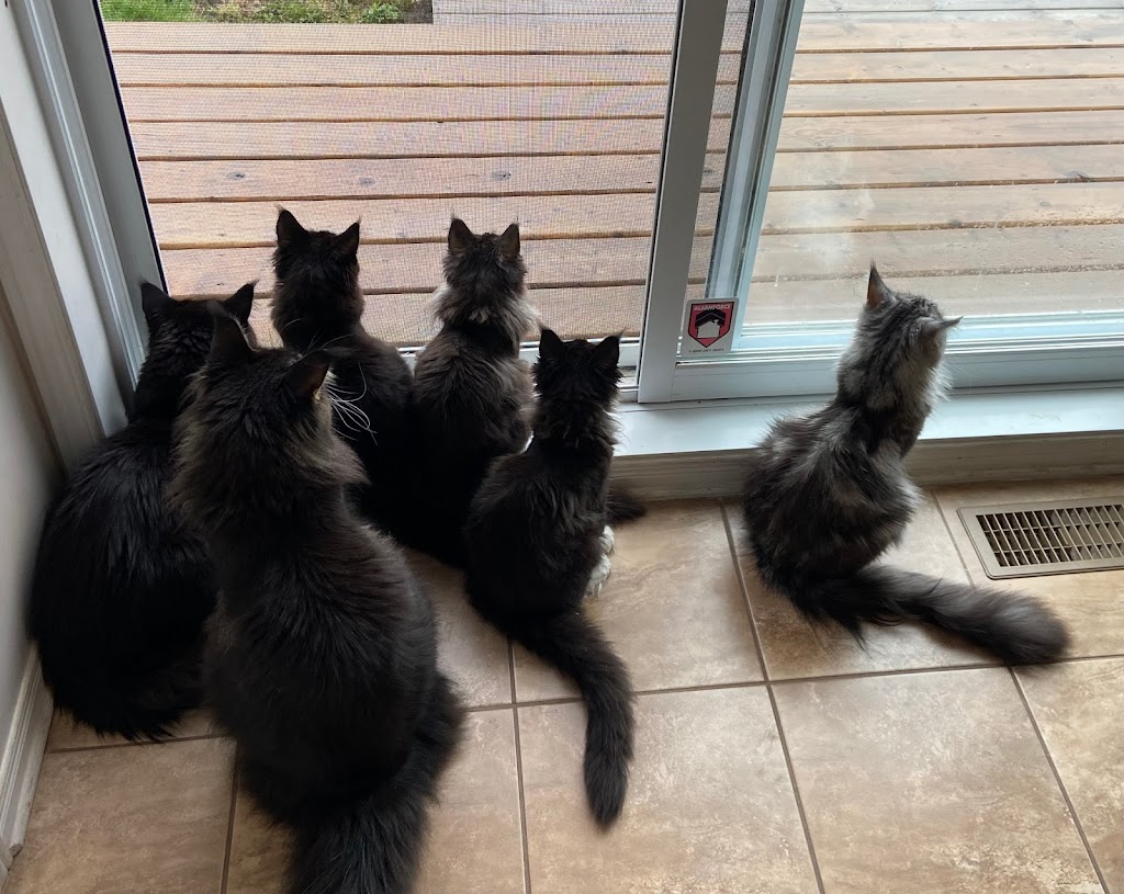 Chatterie Lovin’ coon cattery | Rue des Explorateurs, Vaudreuil-Soulanges, QC J7T 0A3, Canada | Phone: (514) 258-7068