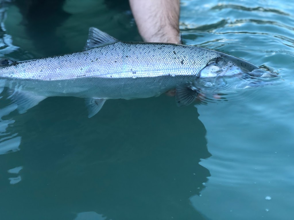 Valley Fishing Guides Ltd. | 41955 Birken Rd, Brackendale, BC V0N 1H0, Canada | Phone: (604) 938-4458
