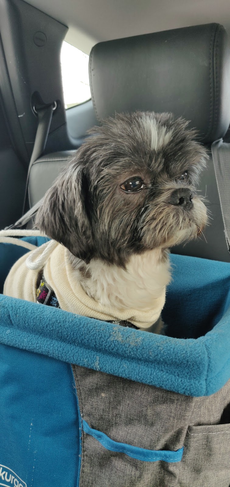 OVC Companion Animal Hospital | 28 College Ave W, Guelph, ON N1G 2W1, Canada | Phone: (519) 823-8830