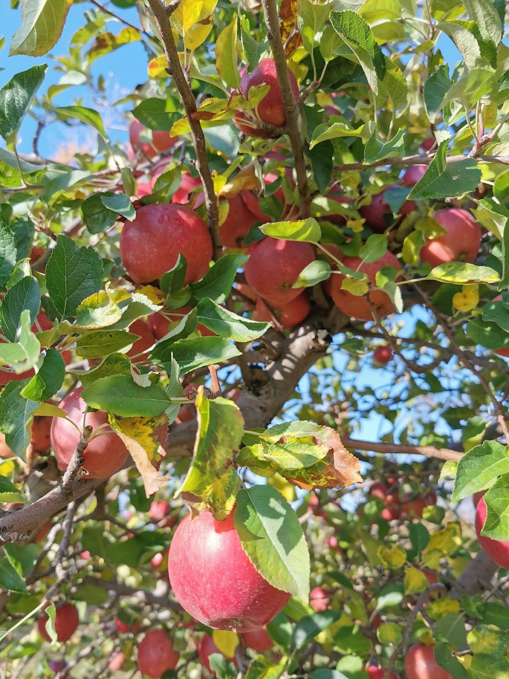 Twin Pines Orchards | 8169 Kennedy Line, Thedford, ON N0M 2N0, Canada | Phone: (519) 296-5558