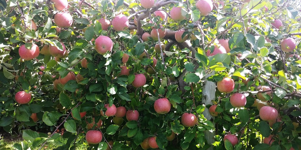 Great Lakes Farms | 5111 Union Rd, Port Stanley, ON N5L 1J2, Canada | Phone: (519) 782-3433