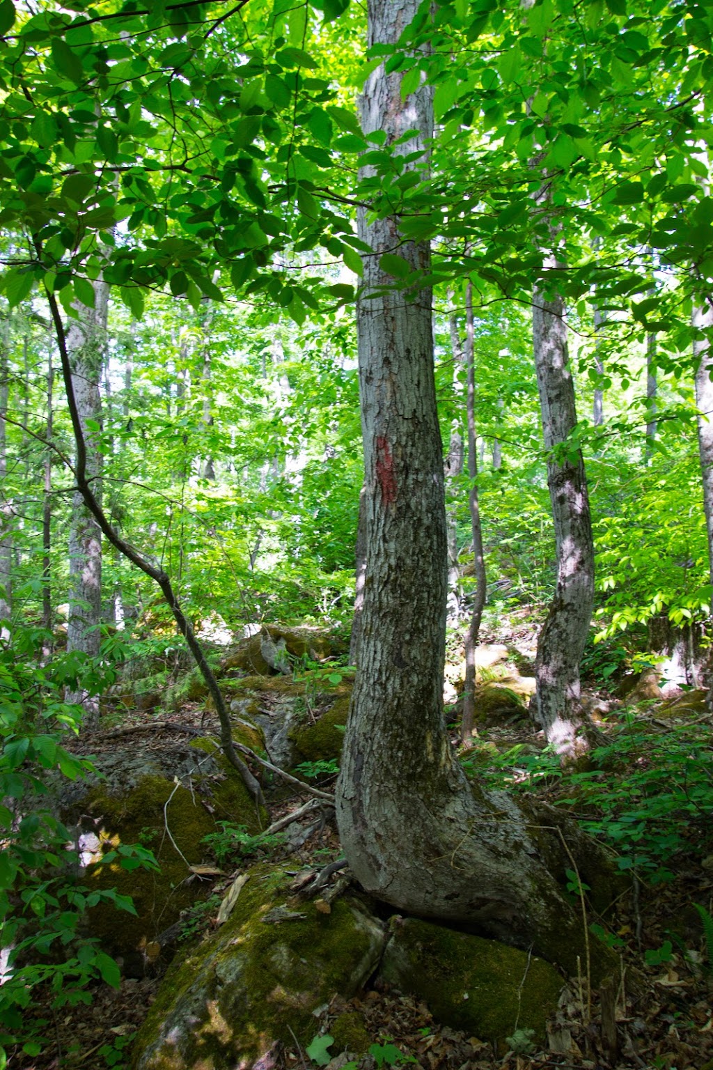Greig`s Caves | 407 Scenic Caves Rd, Lions Head, ON N0H 1W0, Canada | Phone: (519) 377-8762