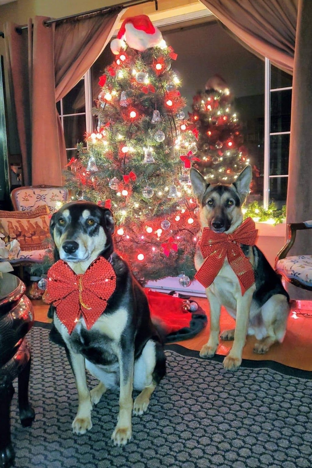 Top Dog Training | 24333 12 Ave, Langley, BC V2Z 1L2, Canada | Phone: (604) 351-3647