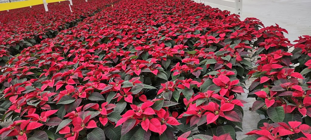 DeVry Greenhouses Picture Butte | 210067 Hwy 519, Picture Butte, AB T0K 1V0, Canada | Phone: (403) 732-5400