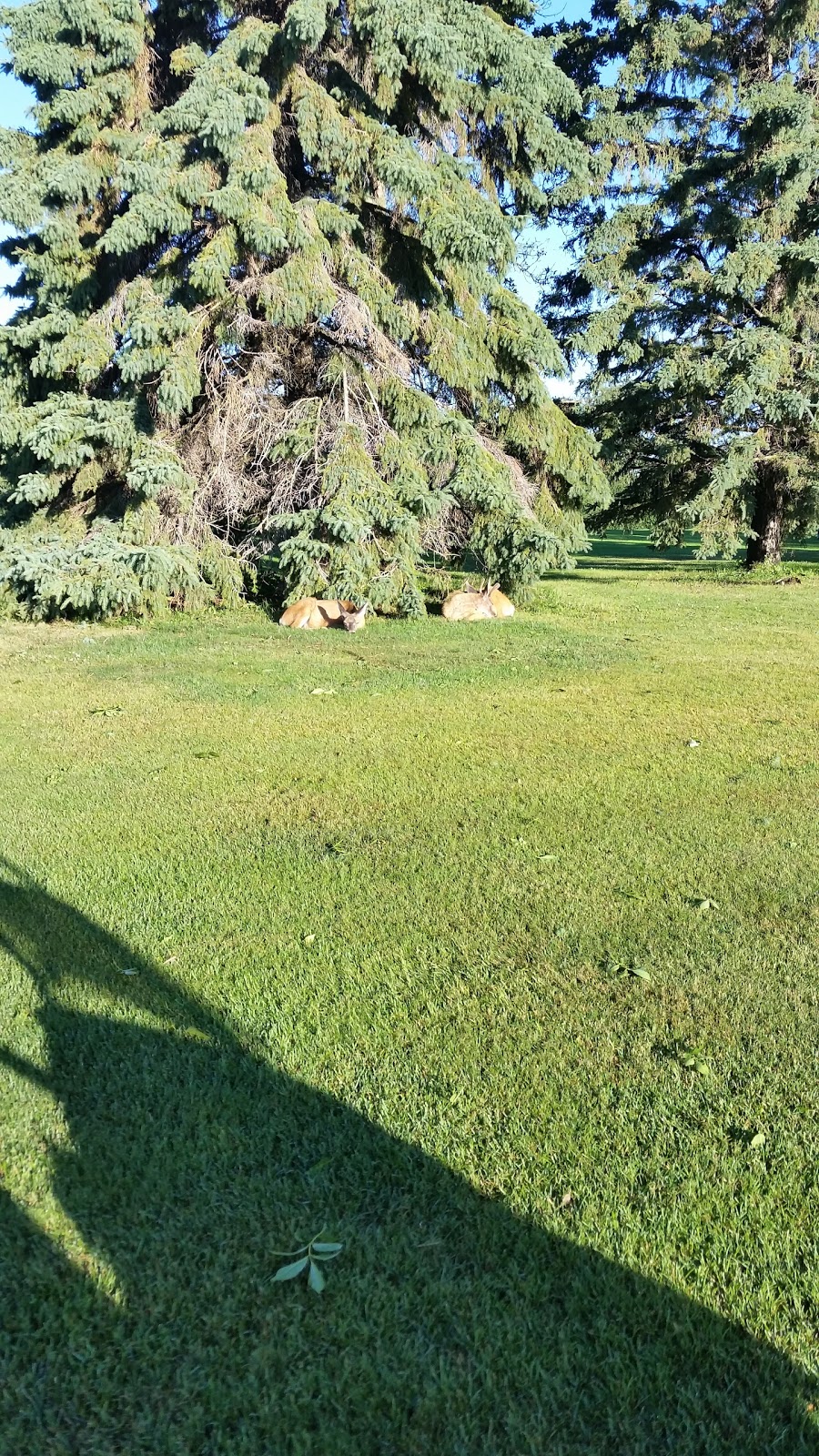 Camrose Golf Course | 5106 66 St, Camrose, AB T4V 3E6, Canada | Phone: (780) 672-2691