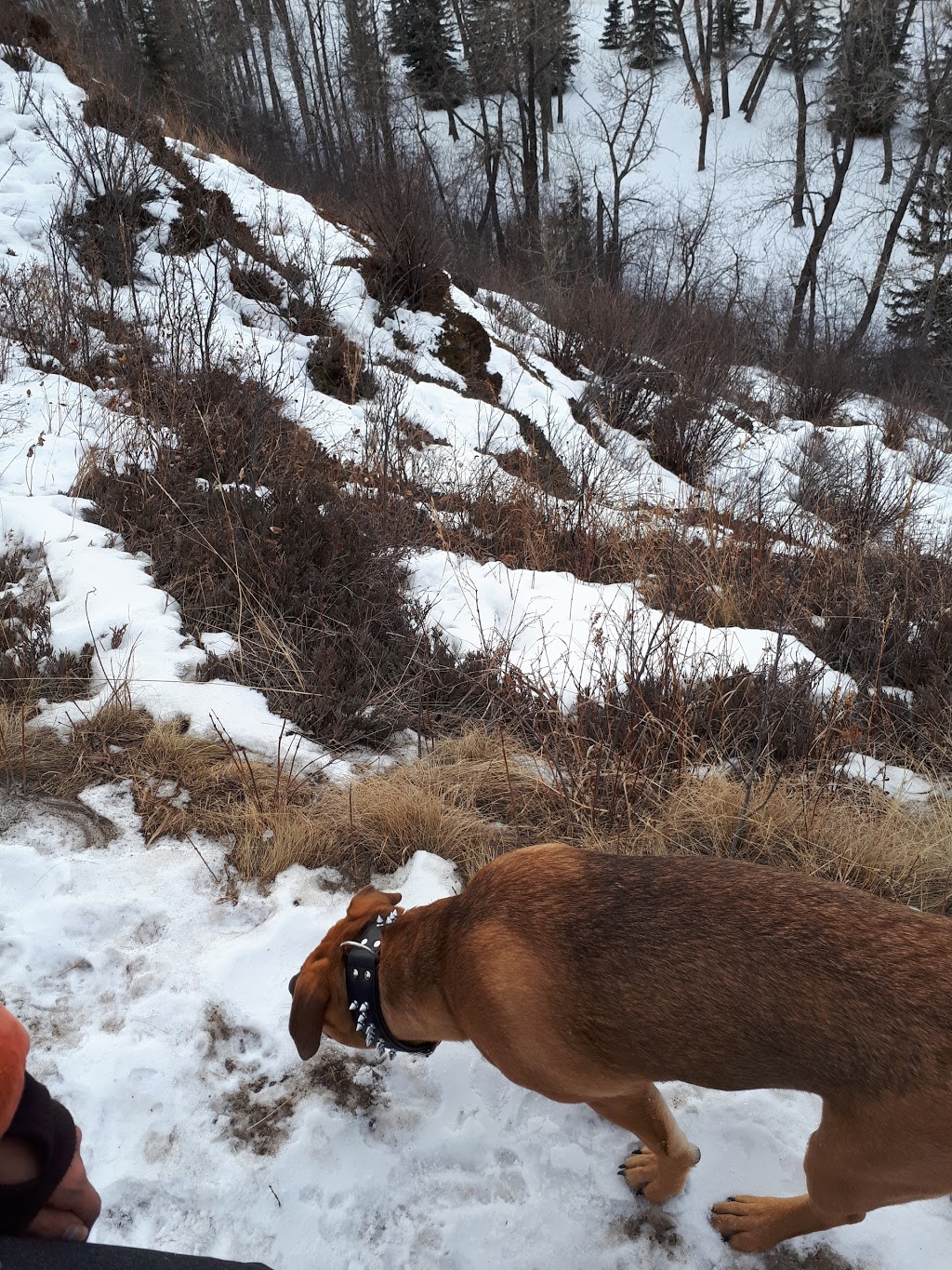 Roxboro & Erlton Offleash Dog Park | 3010 Roxboro Glen Rd SW, Calgary, AB T2S 1T9, Canada