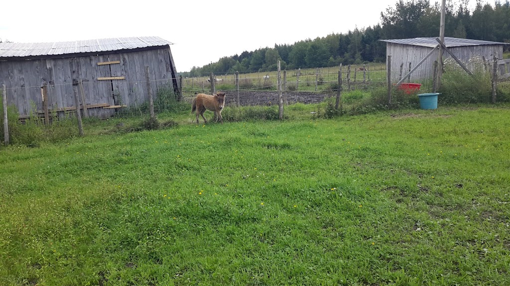 Elevage de chevaux miniatures / LMlesMinis | 1100 Chemin Dion, Sherbrooke, QC J1R 0R8, Canada | Phone: (819) 822-4507