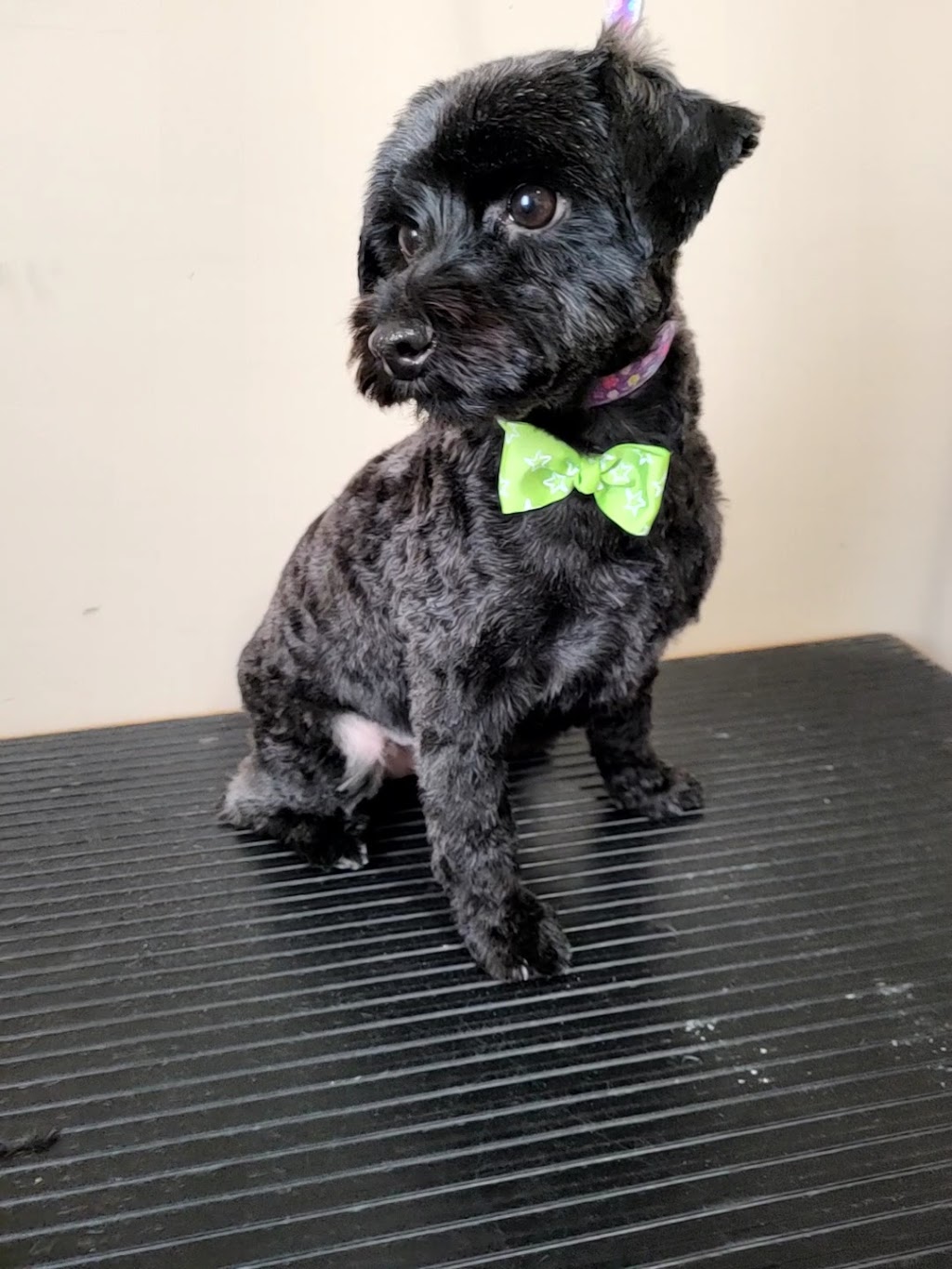 Kirstens Grooming | 669 Evergreen Park NW, Edmonton, AB T5Y 4M2, Canada | Phone: (780) 222-7363