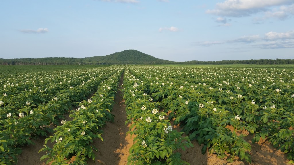 Ferme Vianney et Marguerite Turcot Inc. | 1270 Route 321 N, Saint-André-Avellin, QC J0V 1W0, Canada | Phone: (819) 428-3704