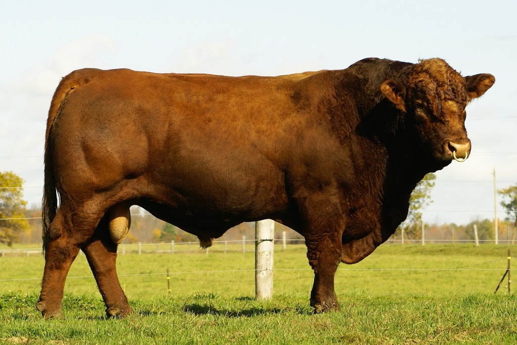 Marywood Breeders Group | 8491 Concession Rd 14, Palmerston, ON N0G 2P0, Canada | Phone: (519) 362-5373