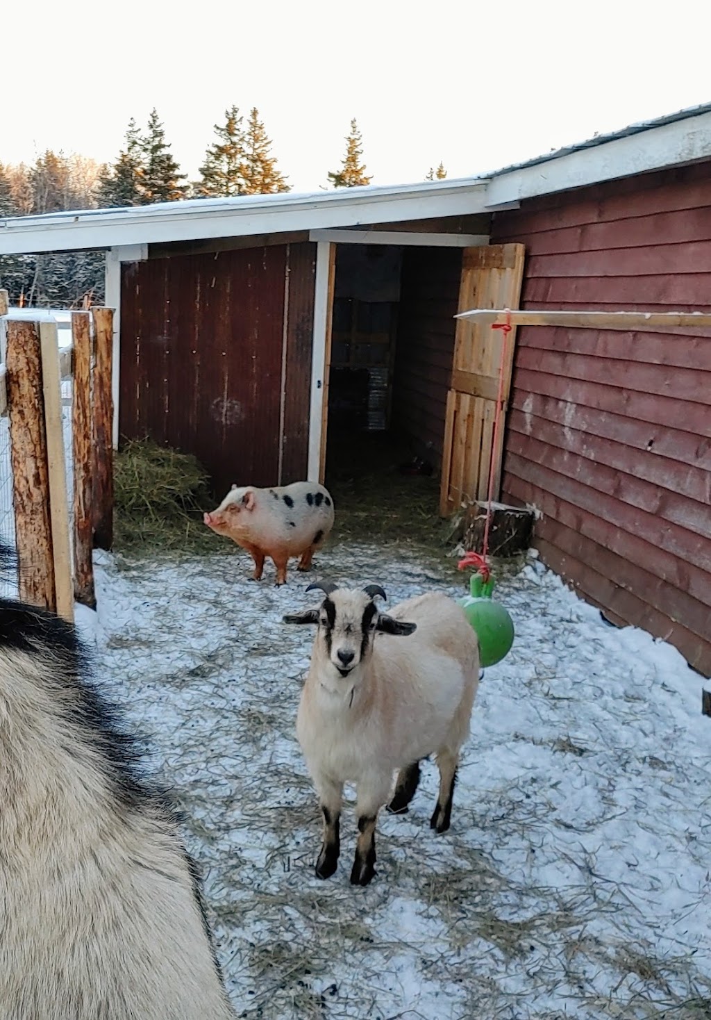 The Healing Farm | 7847 NB-116, Bass River, NB E4T 1L4, Canada | Phone: (506) 705-6191