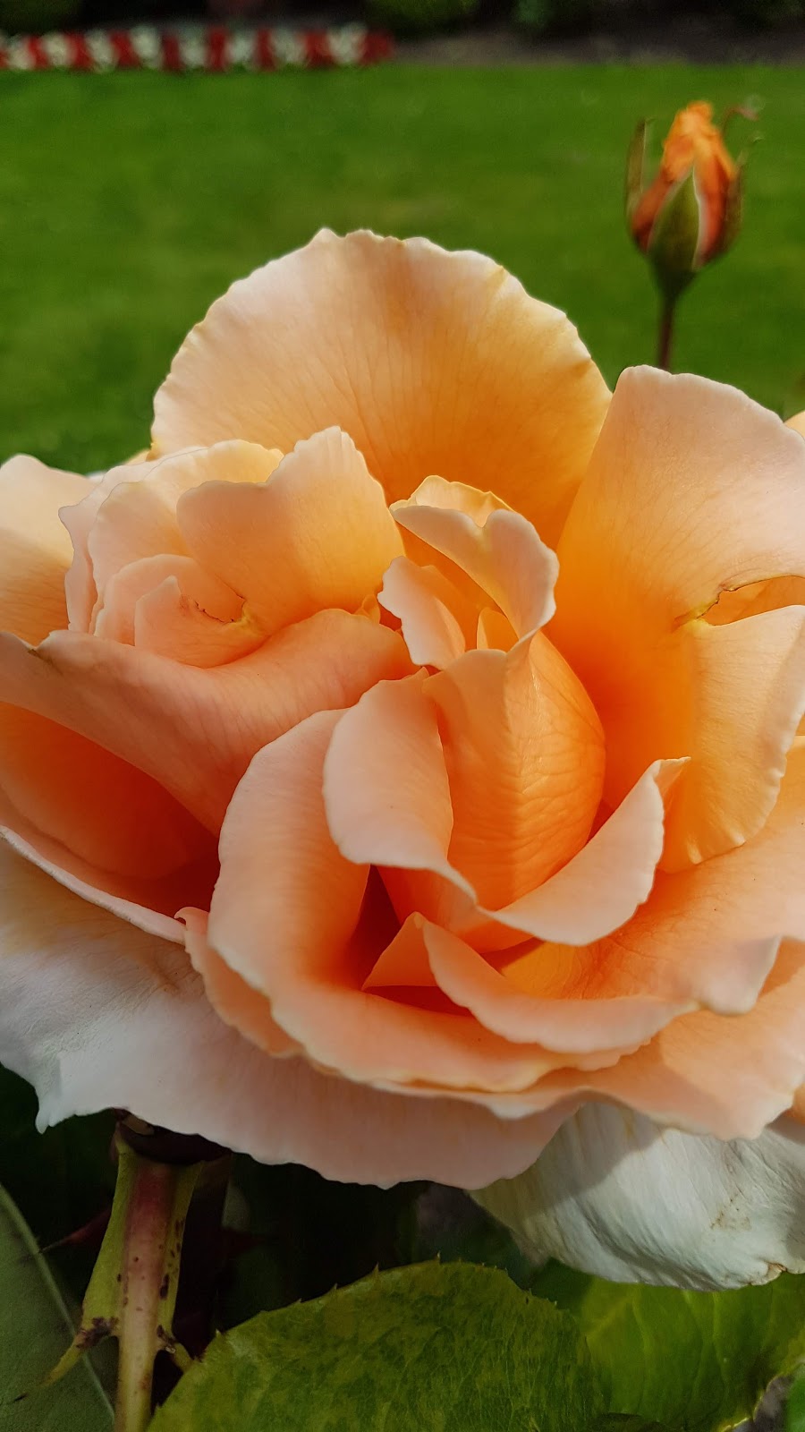 Rose Garden | 10025 Resthaven Dr, Sidney, BC V8L 3G3, Canada