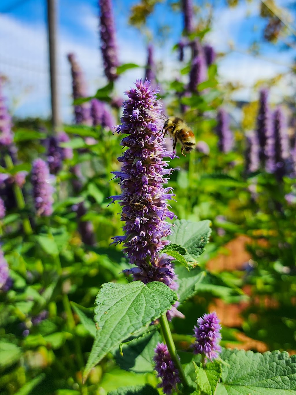 Shorewolf Farm | 8376 BC-19, Black Creek, BC V9J 1H2, Canada | Phone: (250) 650-4878