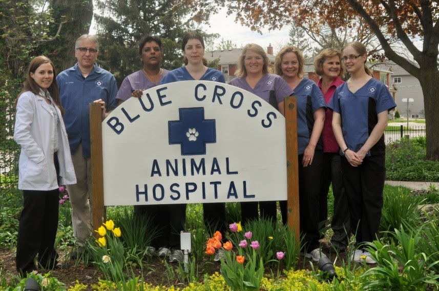 Blue Cross Animal Hospital | 734 Frederick St, Kitchener, ON N2B 2B2, Canada | Phone: (519) 742-2821