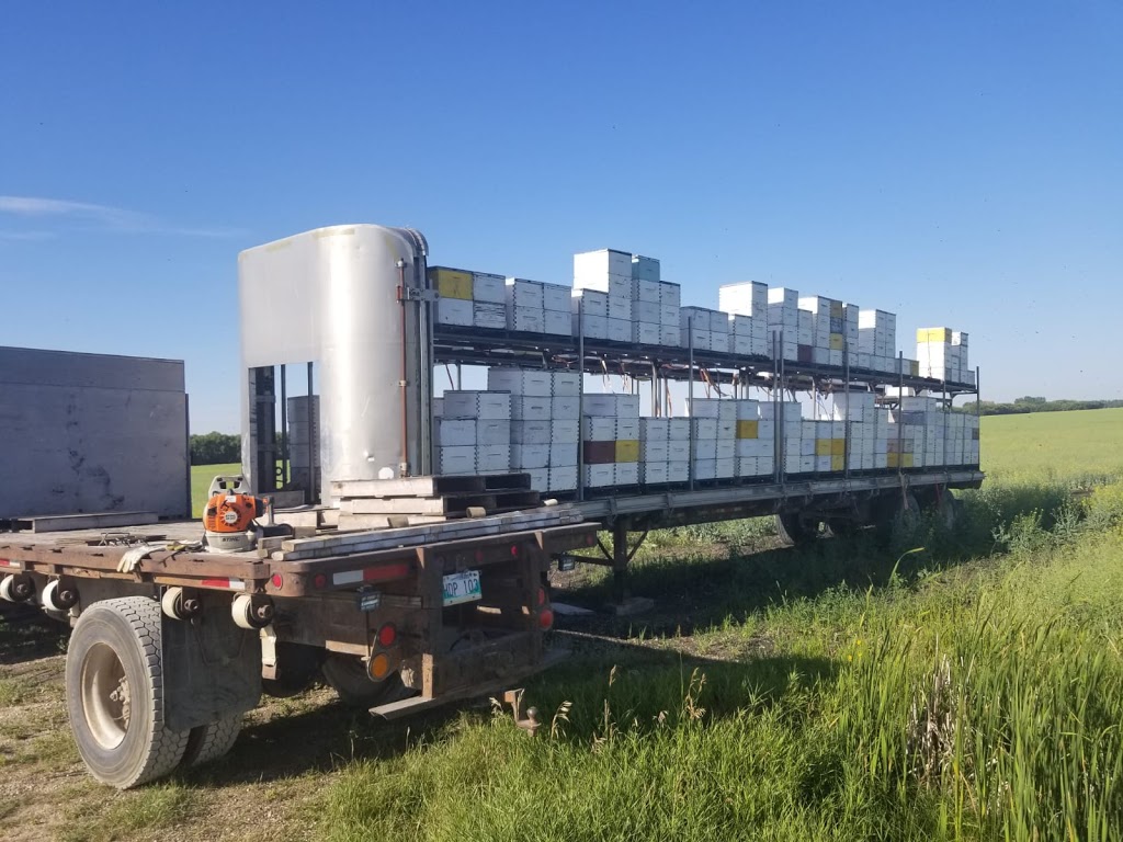 Reger Honey Farm | 28036 Lasko Rd, Marchand, MB R0A 0Z0, Canada | Phone: (204) 424-9164