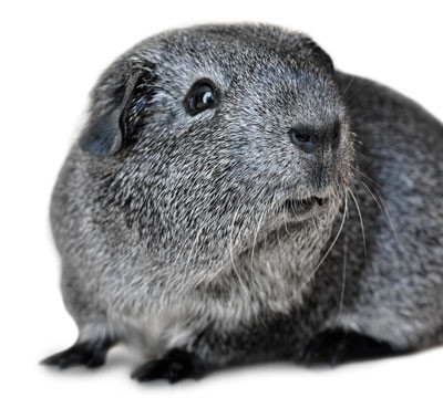 ANG Pets | 2555 Erin Centre Blvd, Mississauga, ON L5M 5H1, Canada | Phone: (905) 542-4533