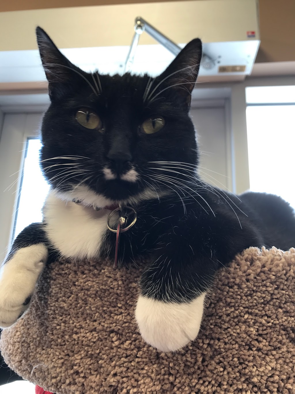 Pet Valu | 1750 Plessis Rd #301, Winnipeg, MB R3W 0H5, Canada | Phone: (204) 777-7387
