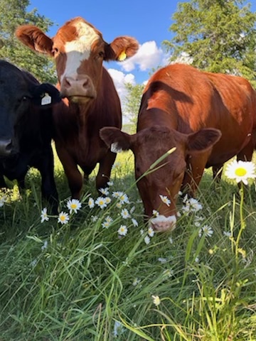 Le Diable est aux vaches | 1394 Chemin de St Julien, Saint-Julien, QC G0N 1B0, Canada | Phone: (418) 333-3277