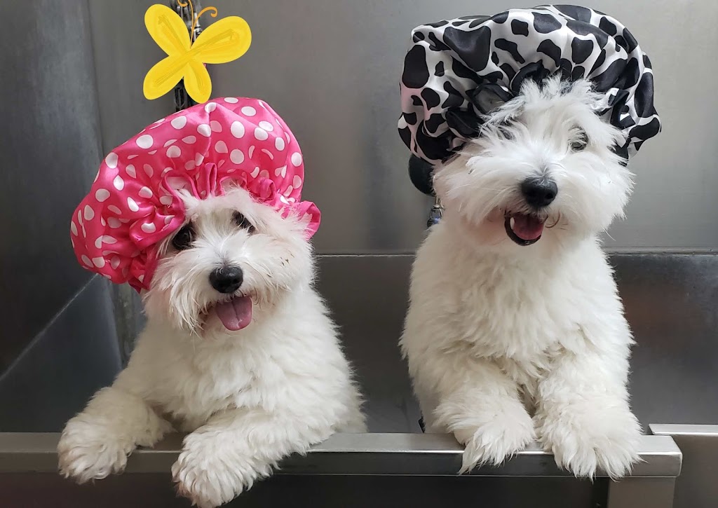Everything Dogs Halton | 11 Vimy St, Acton, ON L7J 1S2, Canada | Phone: (647) 572-3647