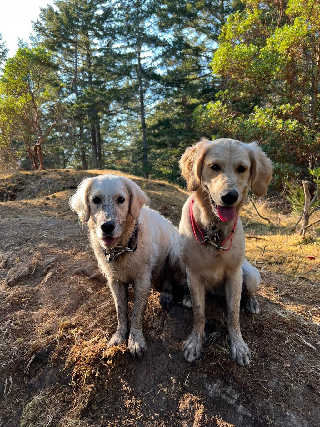 Pacific Dogwood Dogs | Adventure Dog Walker & Boarding | 2866 Leigh Rd, Langford, BC V9C 2P6, Canada | Phone: (250) 667-3704